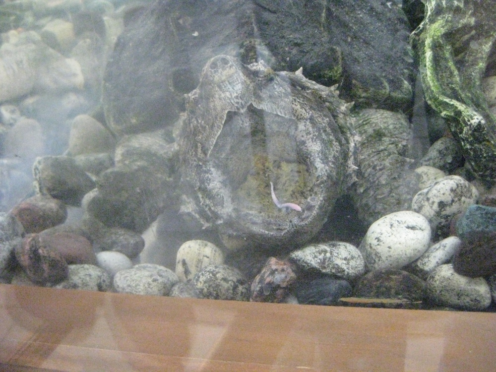 snapping turtle tongue. It has a tongue that looks