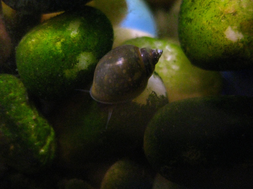 purple mystery snail