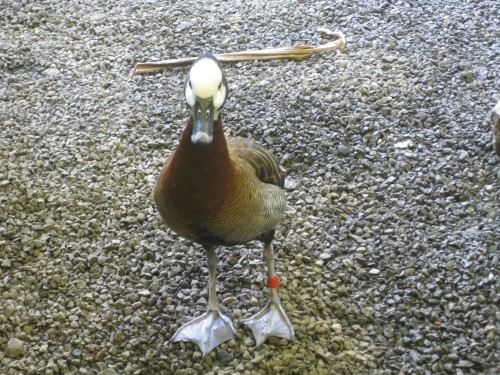 White-faced whistling duck standing