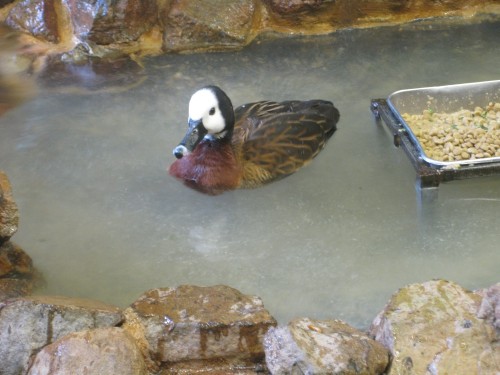 White-faced whistling duck swimming