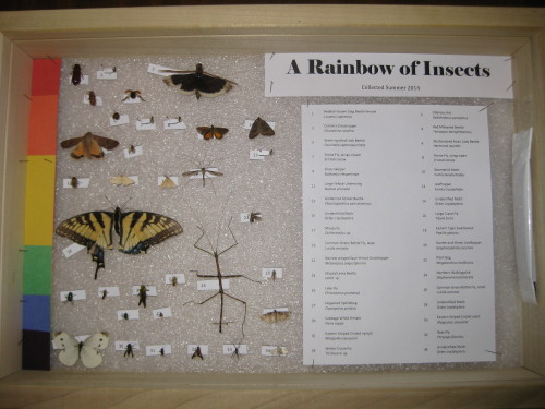 A Rainbow of Insects